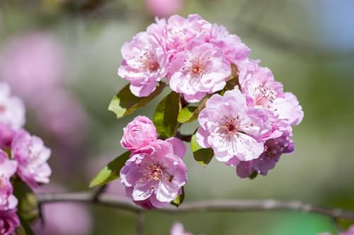 Zierapfel Malus Brandy Magic 60-80 cm winterhart Ziergehölz Garten Kübel | Bienenweide, dekorative Bluete und Frucht, sonnig bis halbschattig, schnittvertraeglich, ideal fuer Garten und Kuebel