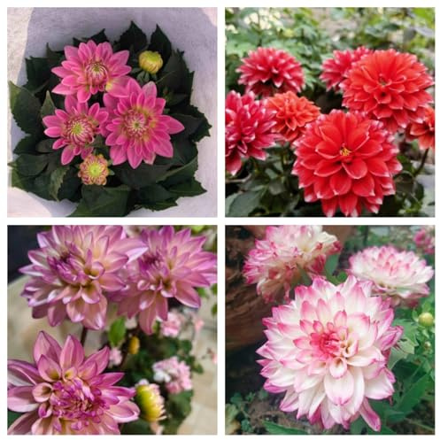 Dalie Bulbi di dalia Bulbi di dalia Adatti a piccoli giardini e patii Colori misti-2bulbi-B