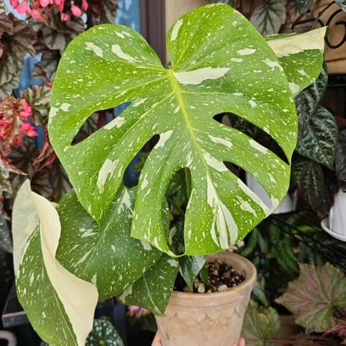 150 piezas semillas resistentes de monstera perennes, perennes resistentes, jardin bonsái de interior bonsái al invierno para contenedores,