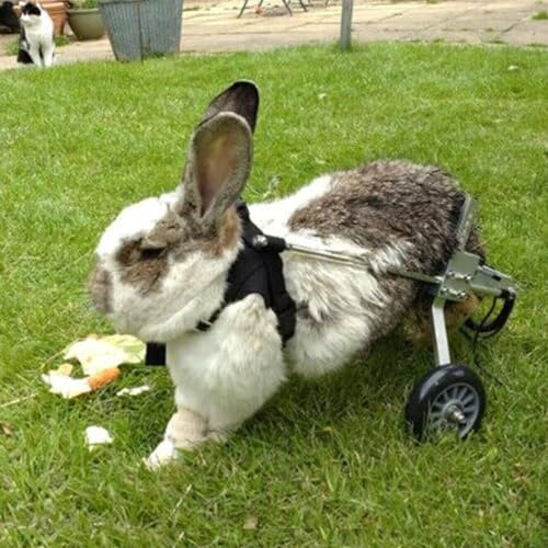 Adjustable 2-Wheel Dog Wheelchair for Senior Dogs Cats and Rabbits - Pet Scooter for Rear Leg Rehabilitation Lightweight and Easy to Use