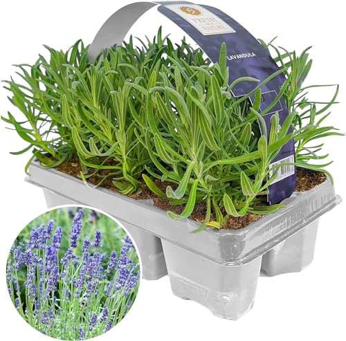 GardenersDream Lot de 6 Lavandes Angustifolia - Plantes de jardin à feuillage persistant - Lavandes d'extérieur pour jardin - Arbustes à fleurs captivantes