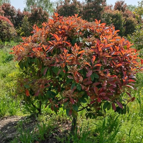 Semi di Red Robin - semi di da giardino di rare da esterno resistenti da siepe resistenti arbusti giardino 250pcs