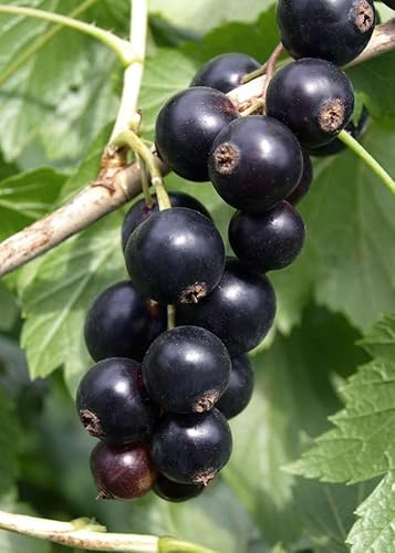 PIANTA RIBES NERO TITANIA® 100% BIOLOGICO