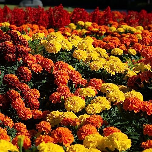 semi di tagete, studenteschi, giardino tappezzanti in vaso rialzata balcone con interna Giardino roccioso, resistenti 1000pcs