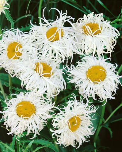 Leucanthemum x superbum 'Old Court' 11x11 cm Topf – Winterhart, Mehrjährig, Pflegeleicht – Margerite – Blütenstaude für Beet & Garten