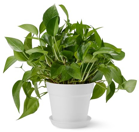 Amazon Basics Blumentöpfe, 14 x 14 x 16 cm, Weiß, 1er-Pack