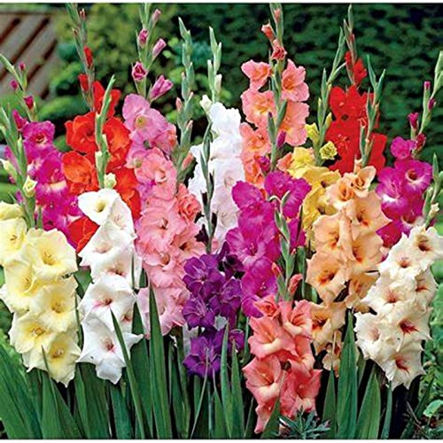 Perenne resistente/Regalo/Crescita, giardini e balconi, Raro Rizoma Di Gladioli, Resistente All'Inverno, 15bulbs-A