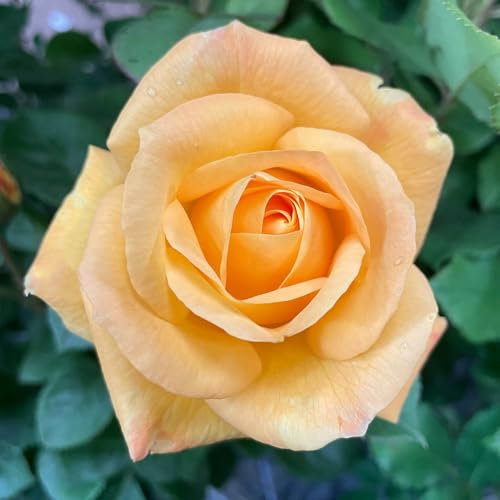 YouGarden Rose 'A Faithful Friend' 3L Pot