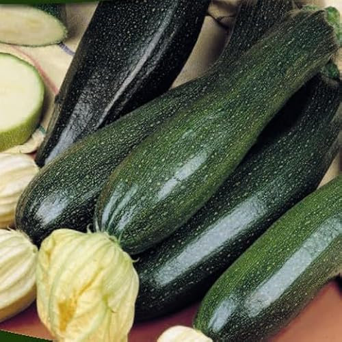 Courgette Black Beauty. Heavy Cropper