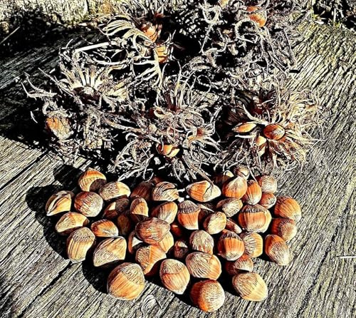 Baumhasel Nuss Samen, Corylus colurna, Türkische Haselnuss (5 Samen)
