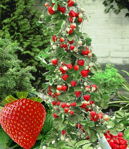 BALDUR Garten 9x Kletter-Erdbeere 'Hummi®', Pflanzen im 7x7 cm-Topf | Fragaria Erdbeerpflanze, schnellwachsende, rankende Klettererdbeere, selbstfruchtend winterhart, blühend, Fragaria x ananassa