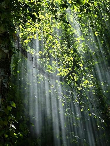 Licht im Wald – 5000-teiliges Holzpuzzle – Puzzles für Familienaktivitäten