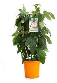 DECOALIVE Planta de Maracuyá en Maceta Planta de la Flor de la Pasión Natural