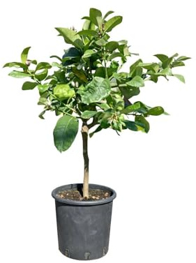 Pianta di Limone Variegato (vaso - 20) - Immagine reale