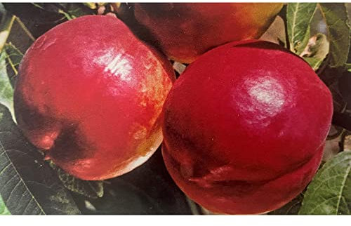 PESCO NOCE INDEPENDENCE - Pianta Albero di Frutto Frutta Foto Reali