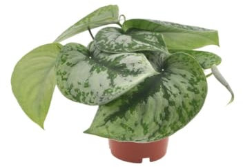 INTENZ | Scindapsus Trebi | 25cm | Hängepflanze | exkl. Keramiktopf