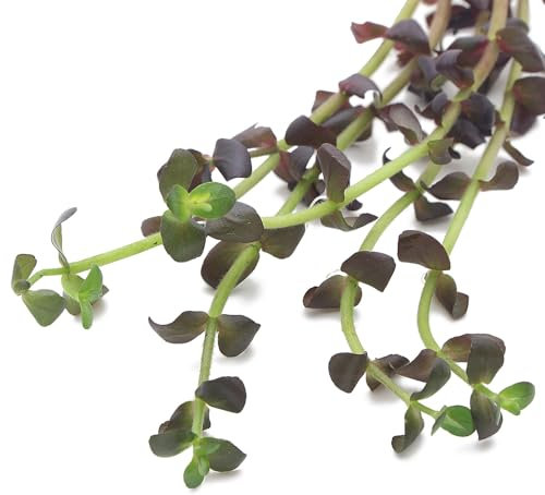 K2AQUA Bacopa Salzmannii Purple Bunch Live Aquarium Plant for Freshwater Tropical Aquarium Vibrant Colour