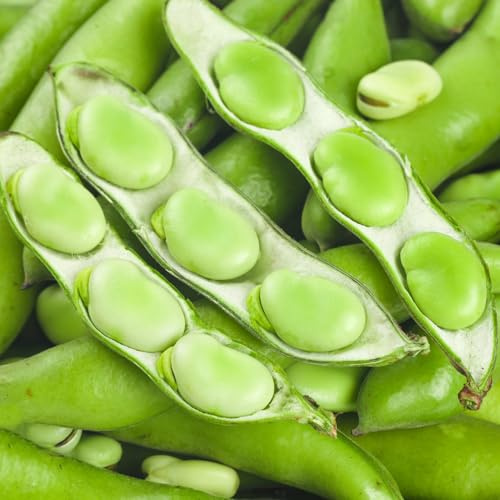 Semi di fava - resistenti decorazione balcone invernali giardino 8pcs