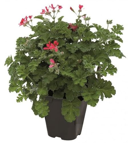 Geranio Limón La Combinación Perfecta de Aroma y Decoración para tu Jardín