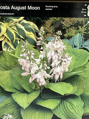 GARTHWAITE NURSERIES® : - 1 Hosta August Moon Bare Root Summer Flowering Perennial