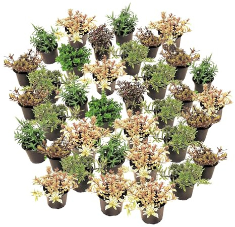 Plant in a Box - Hebe pinguifolia - Arbustos de Hebe Veronica - Set de 36 - Maceta 10,5cm - Altura 15-20cm