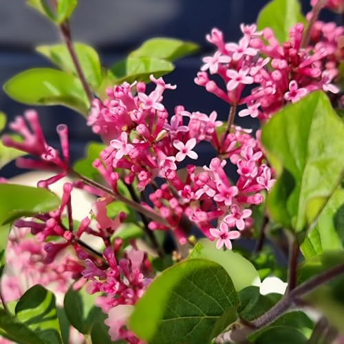 YouGarden Lilac 'Little Rosie' Standard Tree, Established Plant in 3L Pot, 90cm Tall, Ready to Plant, Compact Lilac For Patio Containers and Smaller Garden Borders, Fragrant Spring Flowers