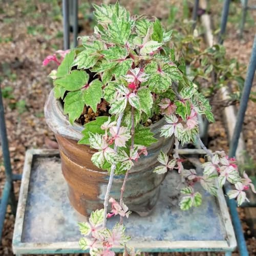 semi di vite selvatica - decorazione del balcone Parthenocissus tricuspidata - vecchie varietà per luoghi soleggiati prodotti sostenibili per il giardino regali 250pcs