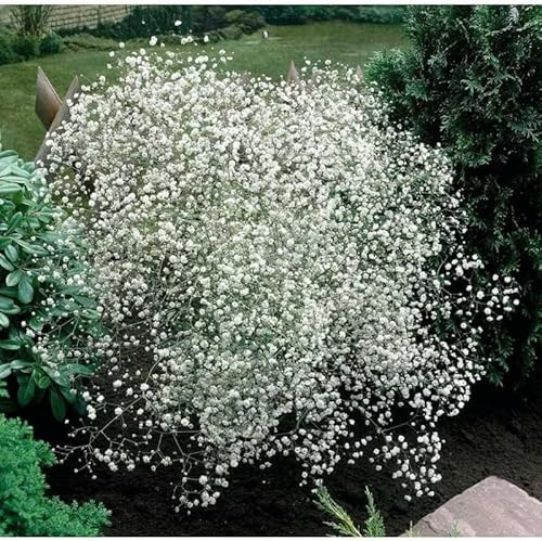 Gypsophila paniculata, Hohes Schleierkraut - weiss, frosthart