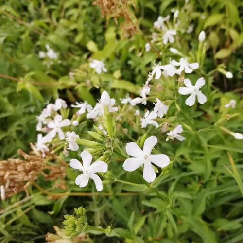 Saponaria officinalis - semillas jardín extremadamente resistentes Decoraciones jardín exteriores 100pcs