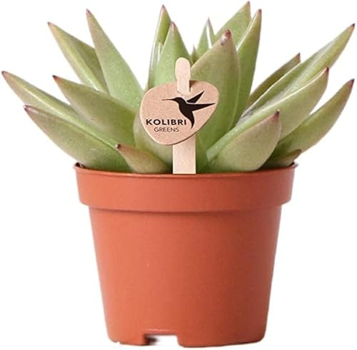 Echeveria Agavoides Suculenta Natural de Forma Estrellada
