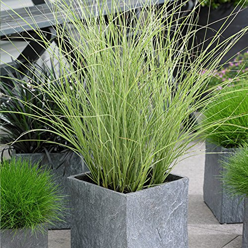 Miscanthus Morning Light Eulalia - Planta de hierba ornamental exterior