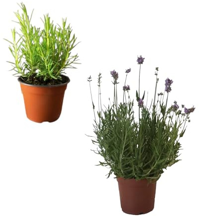 Pack Plantas Aromáticas: Lavanda + Romero Naturales Plantas de Cocina