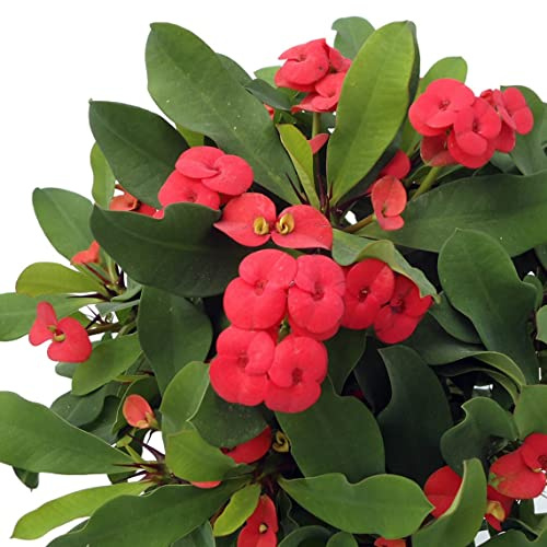 Cactus Flores Rojas Euphorbia Milii | DECOALIVE | Planta Natural | Corona de Cristo o Corona de Espinas