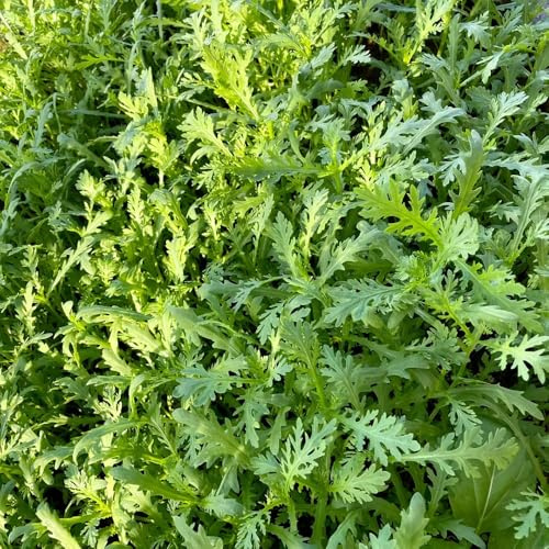 semi di crisantemo commestibili, Semi di crisantemo Coronarium, resistenti per il giardino copertura del terreno perenne 700pcs