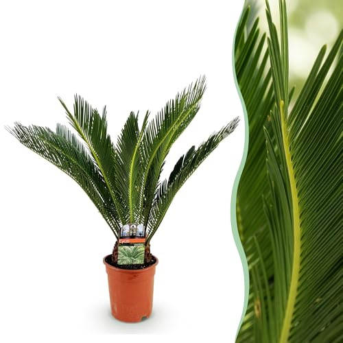 Green boutiQ - Zimmerpflanze - Cycas revoluta - Palmfarn - Wenig Pflege - Grün - 1 - Topf 17cm - Höhe 55-65cm