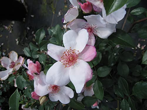 Rosa Sweet Pretty ® - Beetrose Sweet Pretty ® - Meilland Rose