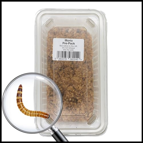 Livefoods4u Live Morio Worms 40g Tub (40-60mm) - Live Food for Reptiles