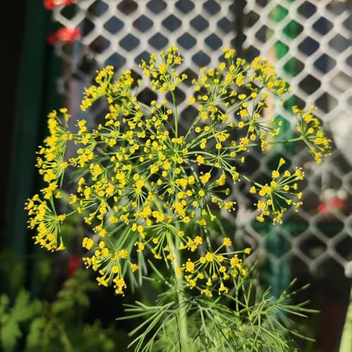 semi di aneto biologici, balcone, perenni resistenti di vecchie varietà da giardino, decorative 100pcs