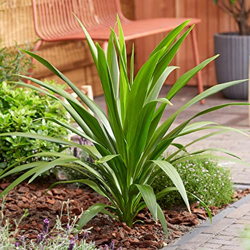 Cordyline Australis Atlantic Green | Palm Like Evergreen Outdoor Cabbage Plant | Exotic Plant for Borders and Outdoor Pots | 9cm Pot