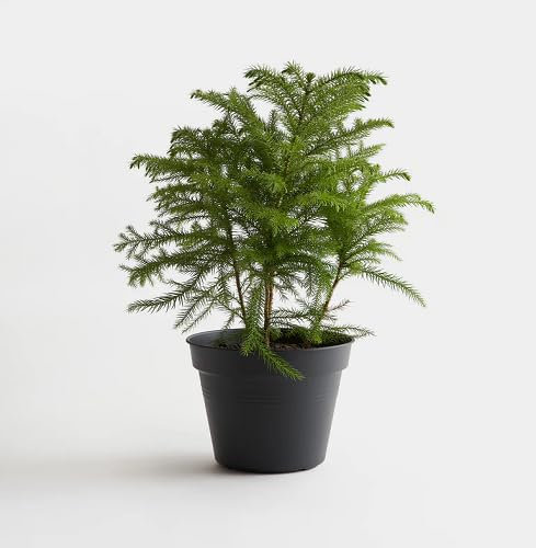 50 graines de plantes Araucaria fraîches