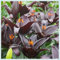 Lilium candidum bulbi,fiori grandi,resistenti al freddo,Unico,Che abbelliscono l'ambiente,forte adattabilità,giglio Bianco bulbo,lilium bulbi giganti.-10bulbi-E