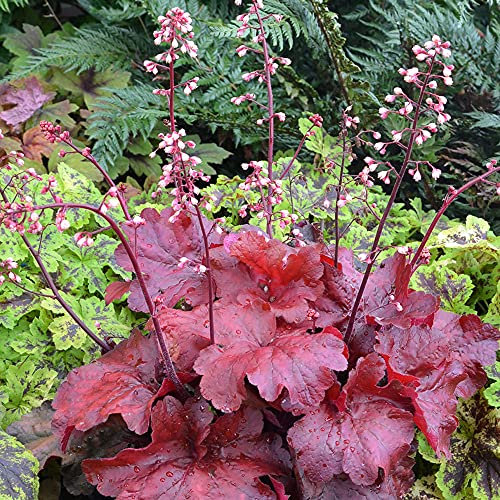 Heuchera Fire Chief Korallen Glockenblumen Outdoor Stauden Gartenpflanzen im Pflanztopf