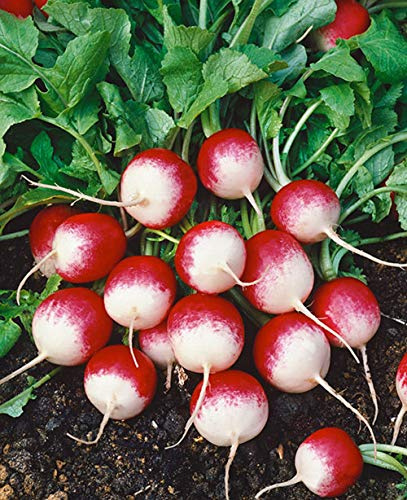 500+ pk Fire and Ice Radish Seed, Sprouting Seeds, Home Garden. - Country Creek LLC
