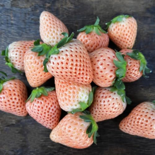 semi di fragola, fragola biologici, fresca, decorazione soggiorno perenni, sapote, resistenti da balcone rustiche, 400pcs
