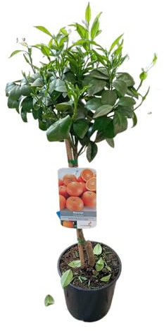 Naranjo Frondoso en Maceta – Árbol Natural de 100cm con Frutas Dulces y Aromáticas