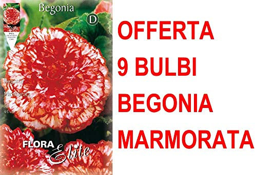 OFFERTA 9 BULBI BEGONIA MARMORATA BULBS BULBES