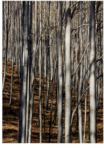 3dRose 22x30 Bath Hand Pool Towel - Common Beech Trees, Buekk National Park, Hungary - EU13 MZW0380 - Martin Zwick Trees