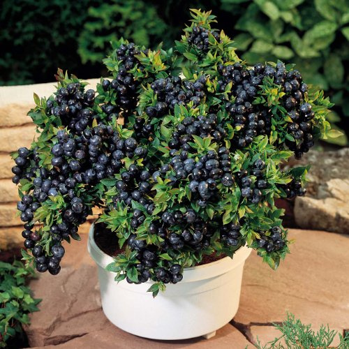 Graines de myrtille Ambizu - Graines de myrtille - Vaccinium Corymbosum paquet de 100 graines