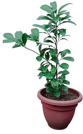 Cherry Laurel Fast-Growing Evergreen Hedging Plant 65-70cm Tall(Pot NOT Include)
