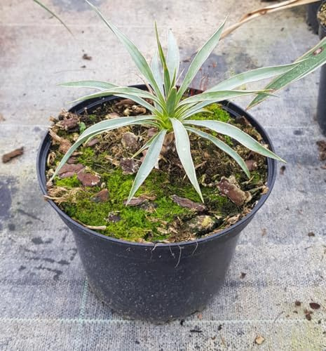 Yucca neomexicana/Conteneur de 2 à 2.9 litres/Résistant au sec